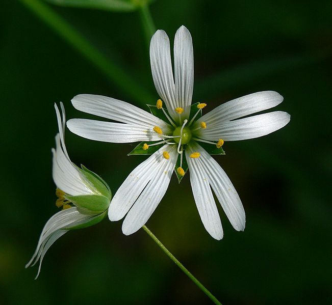 File:Stellaria holostea IP0704046.jpg