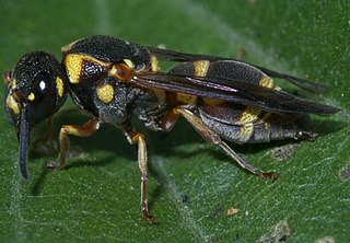<i>Stenodynerus</i> Genus of wasps
