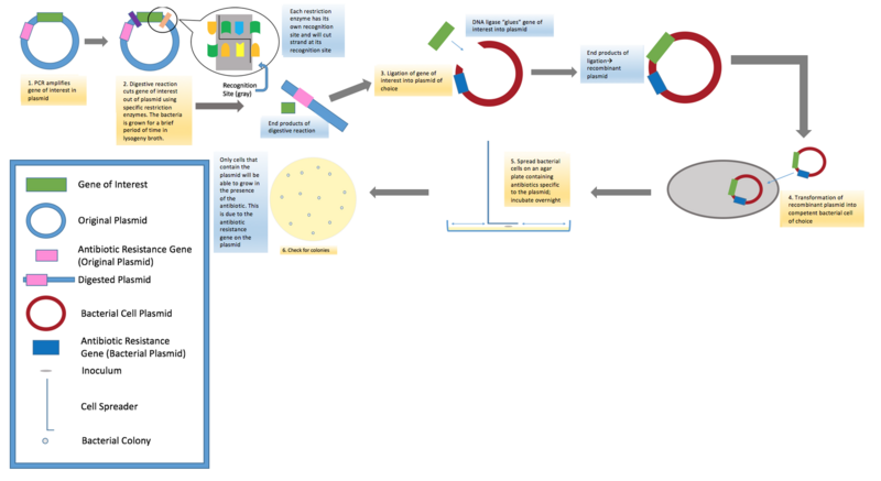 File:Steps of Molecular Cloning.png