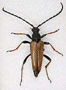 Stictoleptura rubra-mo.jpg