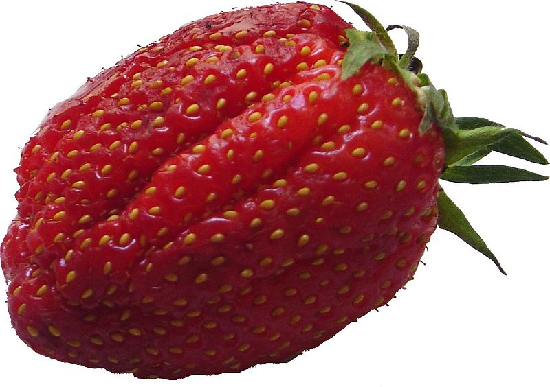 File:Strawberry gariguette DSC03061.JPG