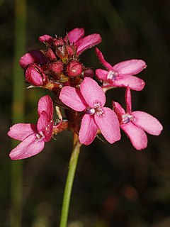 <i>Stylidium squamosotuberosum</i> Species of flowering plant