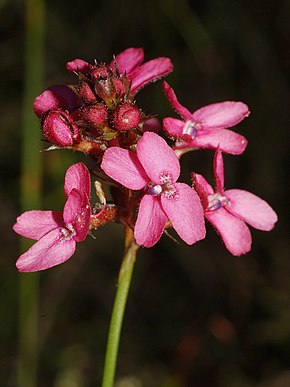 Описание изображения Stylidium squamosotuberosum 1.jpg.