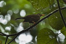 Sulawesi Thrush - Sulawesi MG 5140 (17234338791) .jpg