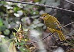 Миниатюра для Файл:Summer Tanager - 50471849861.jpg