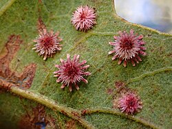 Sunburst Gall Wasp imported from iNaturalist photo 228559055 on 24 October 2023.jpg