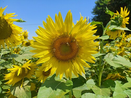 Sunflower Garden in Bologna