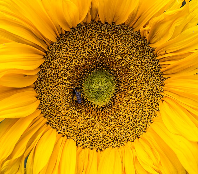 File:Sunflower in Mexico.jpg