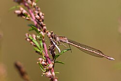 Siberian winter dragonfly