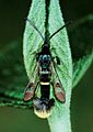 August 23: The moth Synanthedon andrenaeformis.