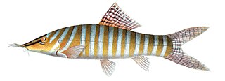 <i>Syncrossus</i> Genus of fishes