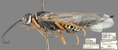 Anaxyeloidea: Syntexis libocedrii