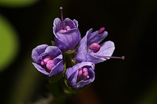 <i>Veronica regina-nivalis</i> Species of flowering plant in the family Plantaginaceae