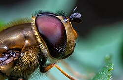 Syrphus torvus macro 01.jpg