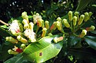 Syzygium aromaticum on tree.jpg