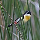 Tachuris rubrigasta Many-colored Rush Tyrant