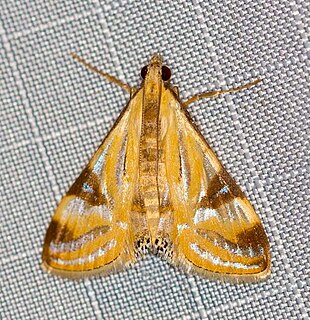 <i>Talanga tolumnialis</i> Species of moth