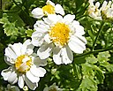 Tanacetum parthenium Blüten
