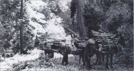 A major forest product of the Big Sur coast was the bark of Tanbark Oak
