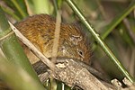 Vorschaubild für Bambus-Fingerratte