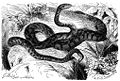 Кавказская кошачья змея