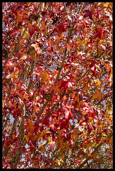 File:Tenterfield Autumn Leaves ready to fall-3 (13979614179).jpg