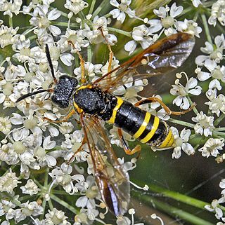<i>Tenthredo vespa</i> Species of sawfly