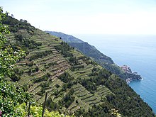 Terrassierte Weingärten bei Manarola (Cinque Terre)