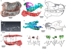 Tessellatia Holotype.webp