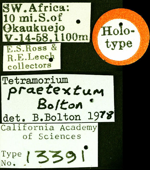 File:Tetramorium praetextum castype13391 label 1.jpg