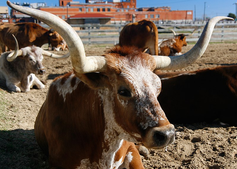 Texas : Book Around the States 800px-TexasLonghornCattle