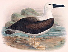 Illustration by Keulemans Thalassarche carteri.jpg