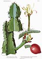 Cereus validus (Syn. Cereus forbesii)