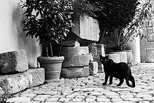 Une image en noir et blanc. Un chat noir, de profil, regardant l'objectif, dans une ruelle, interrompu dans sa promenade par le photographe.
