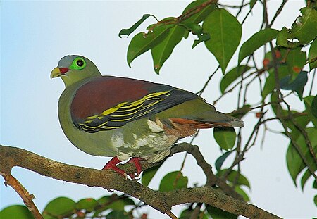 Tập_tin:Thick-billed_Green_Pigeon_(Treron_curvirostra).jpg