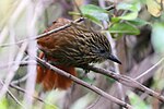 Miniatura per Plegafulles del Perú