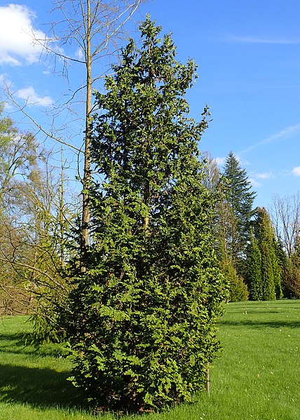 File:Thuja occidentalis 'Spiralis' kz01.jpg