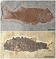 The Middle Triassic Ticinolepis