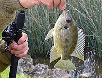 Pelmatolapia mariae, caught on a hook and line, in Australia: Originally from Africa, the species established feral populations in Australia. Tilapia mariae Australia.jpg