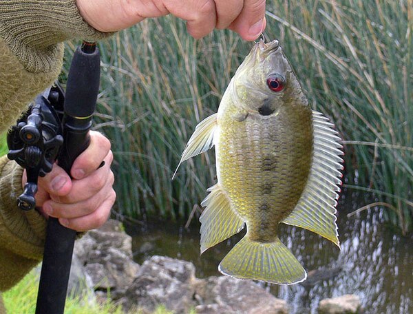 Pelmatolapia mariae, caught on a hook and line, in Australia: Originally from Africa, the species established feral populations in Australia.