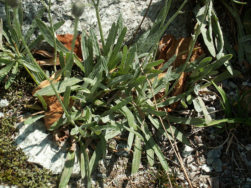 File:Tolpis staticifolia07.jpg