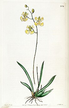Tolumnia lemoniana (as Oncidium lemonianum) - Edwards vol 21 pl 1789 (1836).jpg