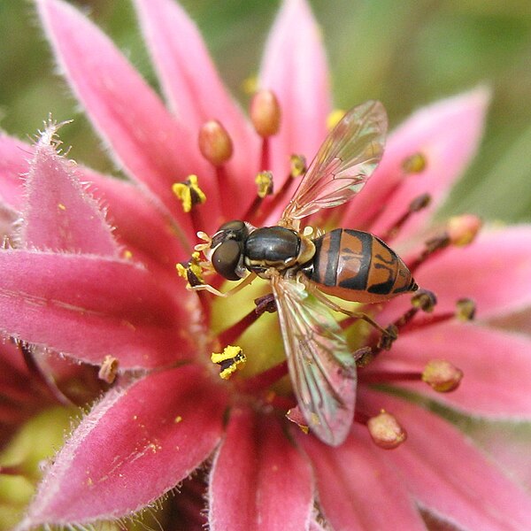 File:Toxomerus marginatus (female).jpg