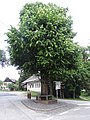 English: Tree in Rateče, Slovenia