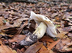 Tricholoma floridanum (Murrill) Murrill 315413.jpg