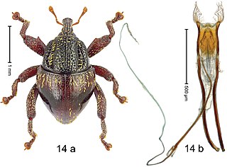 <i>Trigonopterus castaneipennis</i> Species of beetle