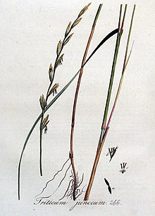 Triticum junceum — Flora Batava — Volume v4.jpg