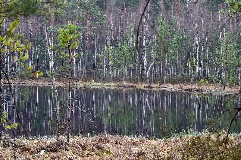 File:Troianivka Manevytskyi Volynska-Kruchene ozero nature reserve-from the eastern shore of the lake.jpg