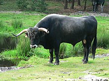 zwarte stier met grijze snuit, wit omcirkeld