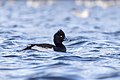 * Nomination A tufted duck (Aythya fuligula) swimming in parc Georges-Valbon, France. --Alexis Lours 21:32, 19 November 2023 (UTC) * Promotion  Support Good quality. --Jakubhal 04:59, 20 November 2023 (UTC)